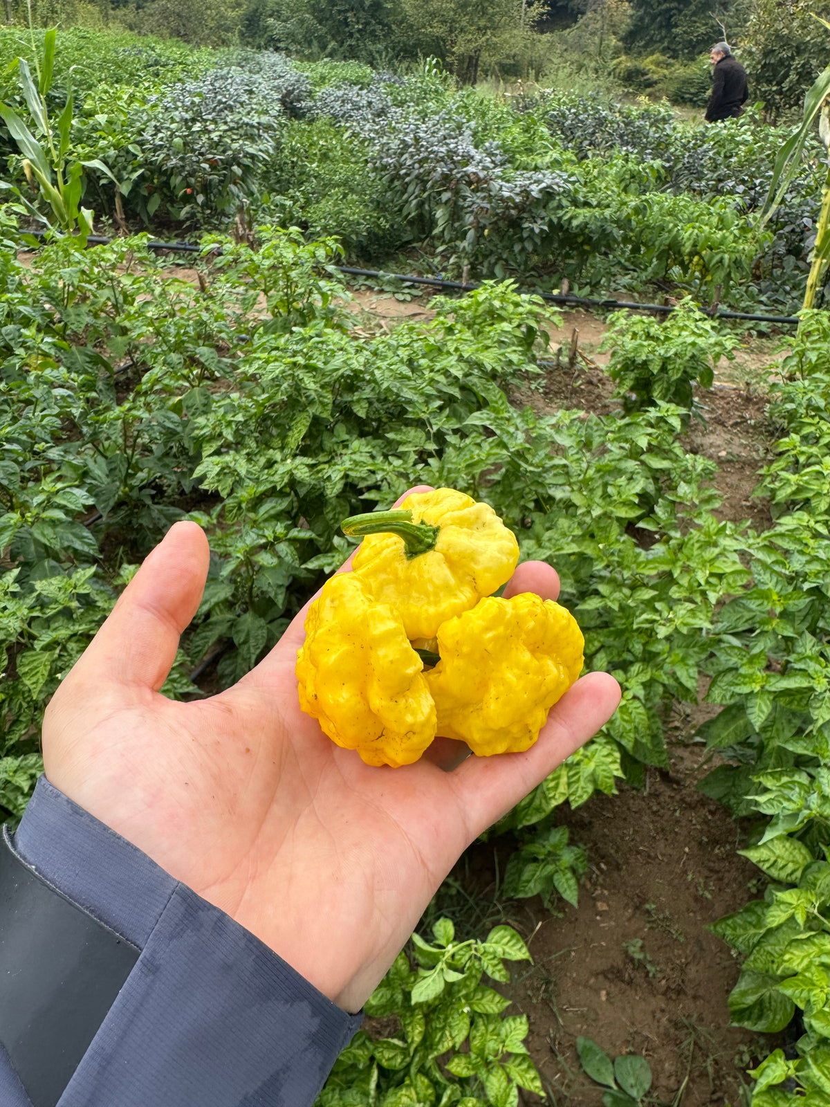 Taze Acı Biber - Lemon Starrburst