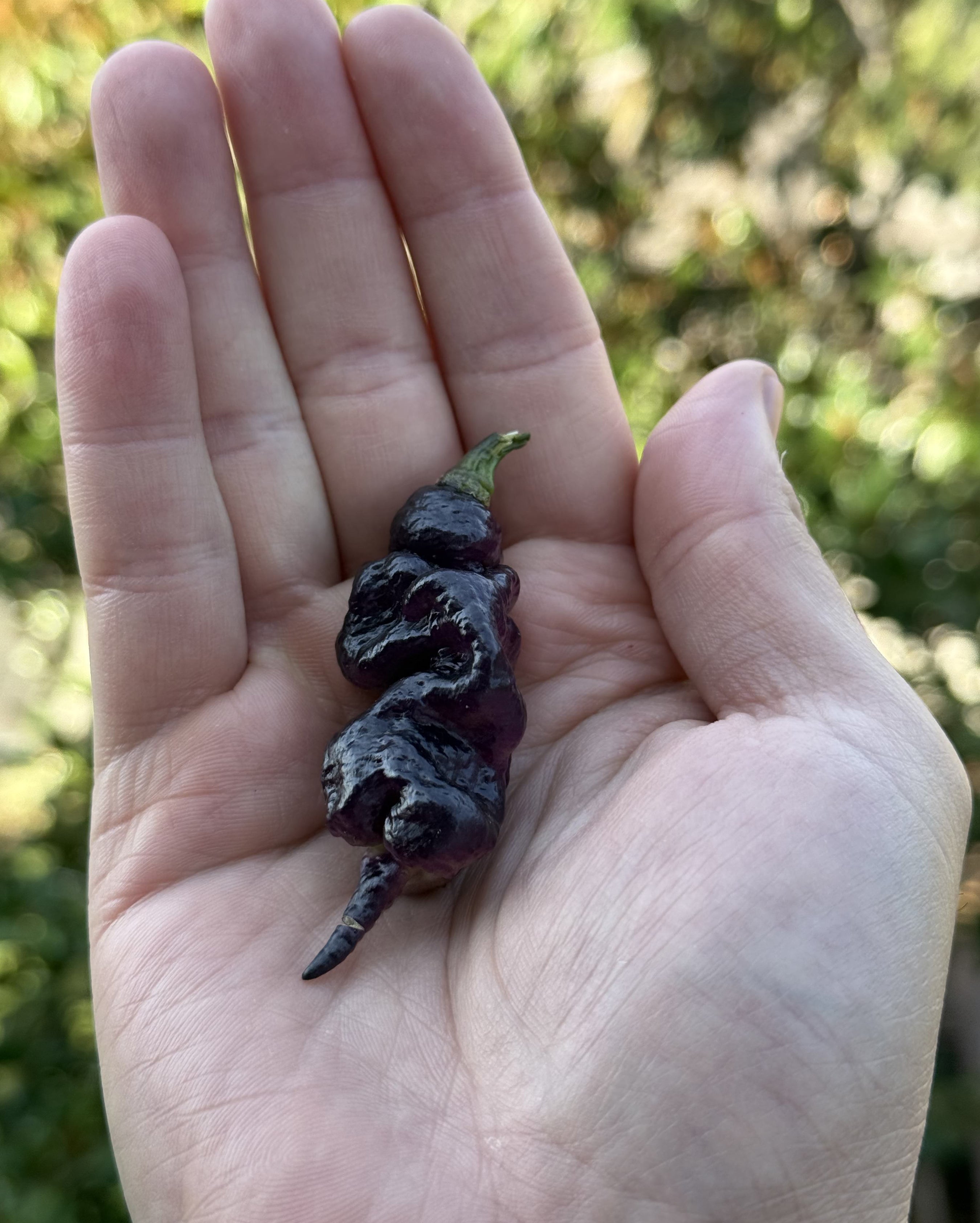 Taze Acı Biber - Jay's Pink