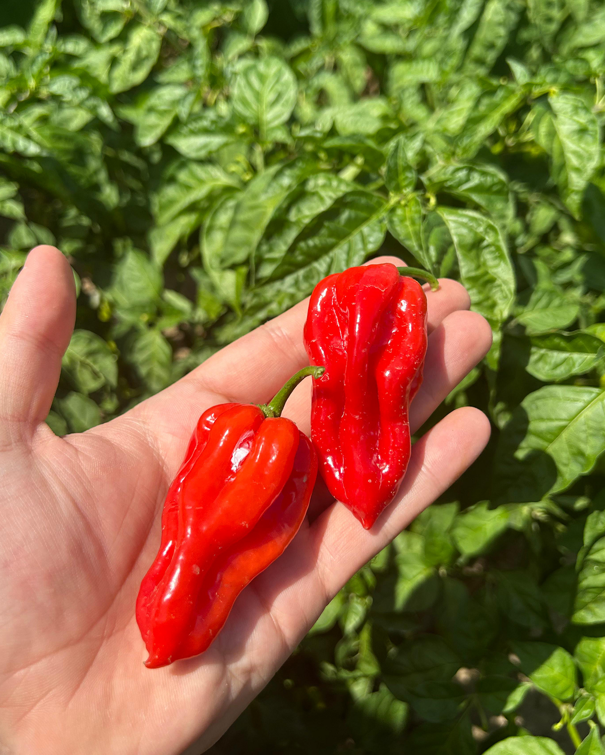 Scotch Bonnet taze acı biber – ürün fotoğrafı 4 – çokacıolmuş