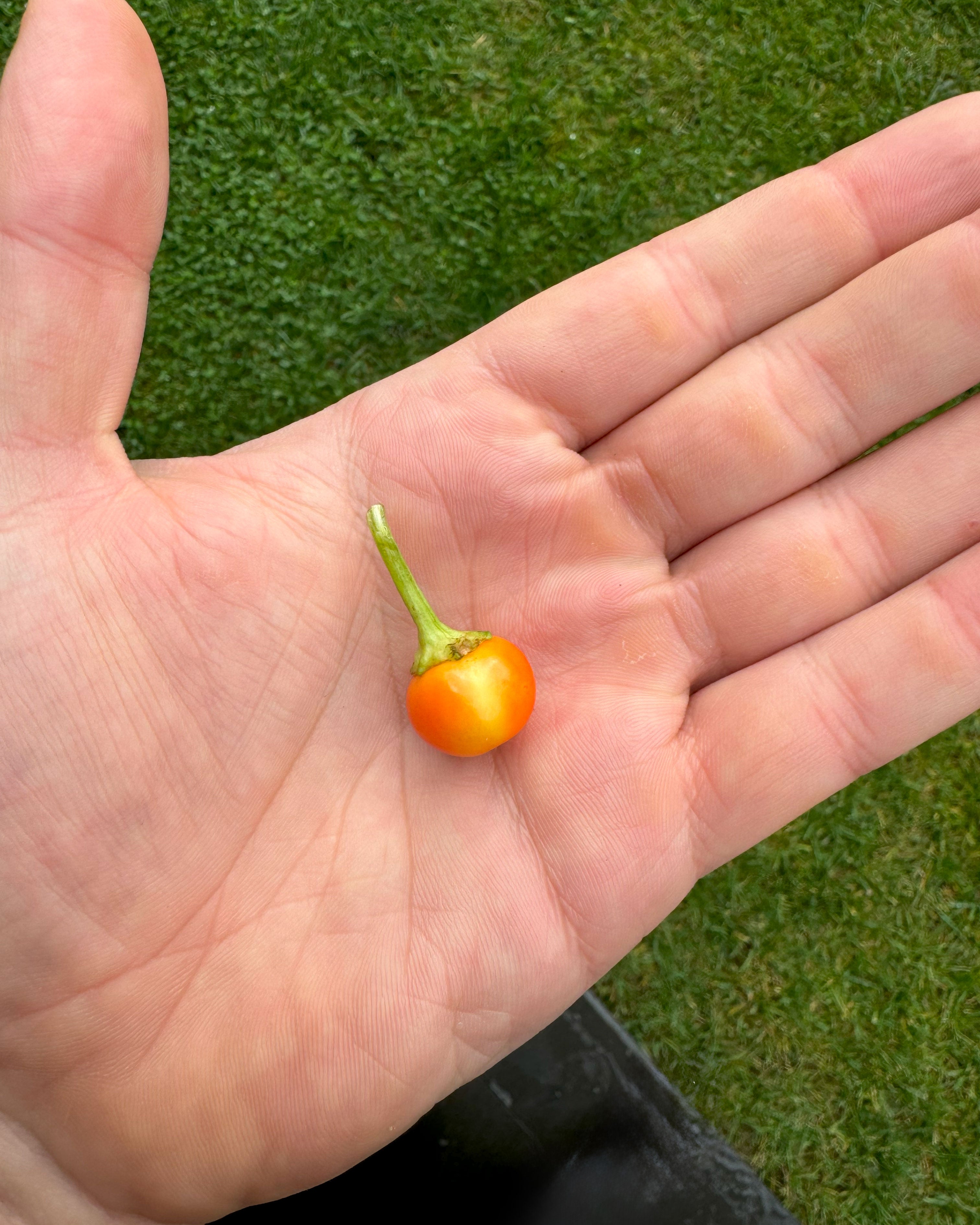 Acı Tuz - Aji Charapita Red