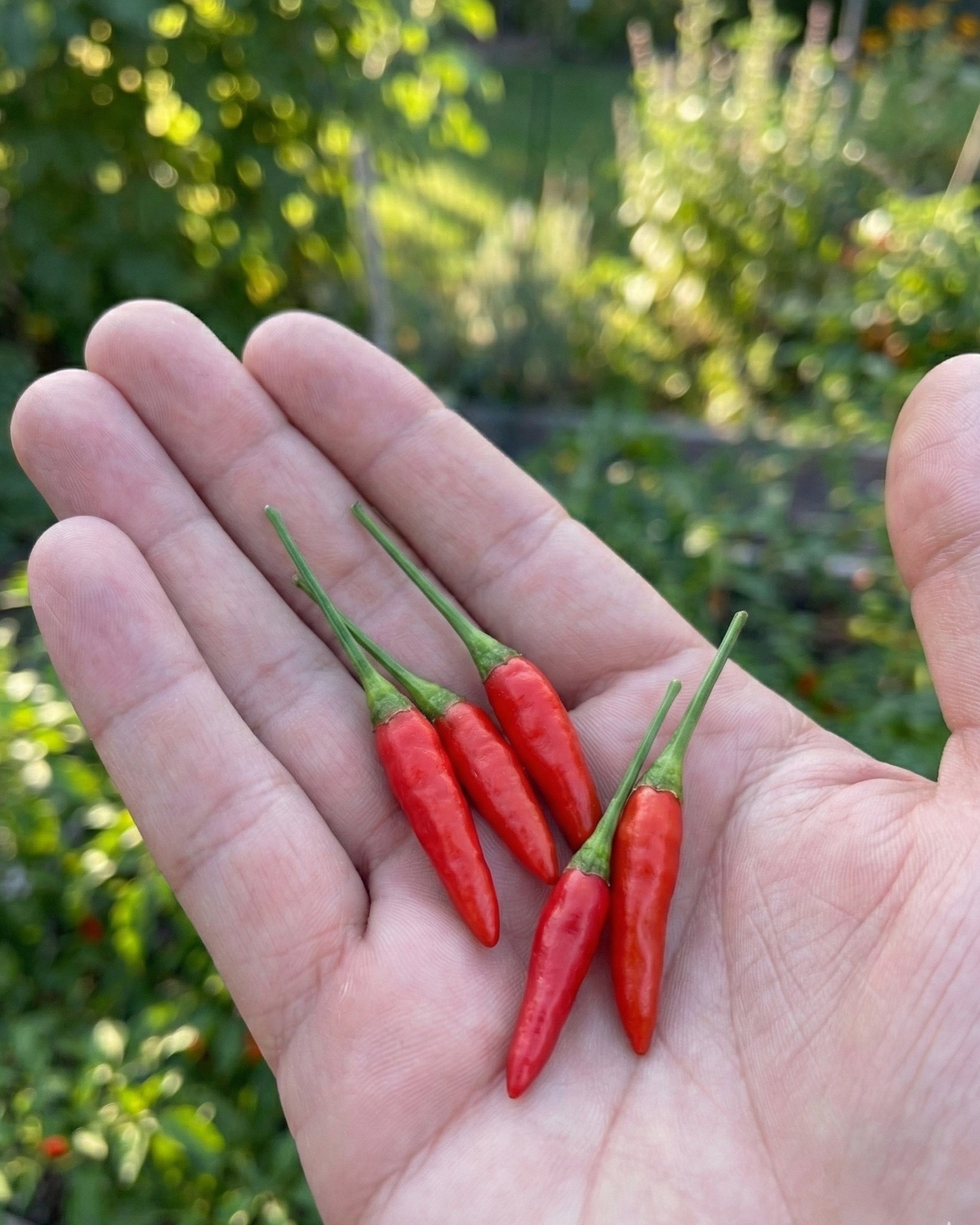 Pul Piber - Bird's Eye