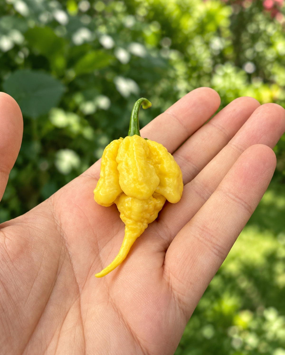Lemon Starrburst Fresh Hot Pepper