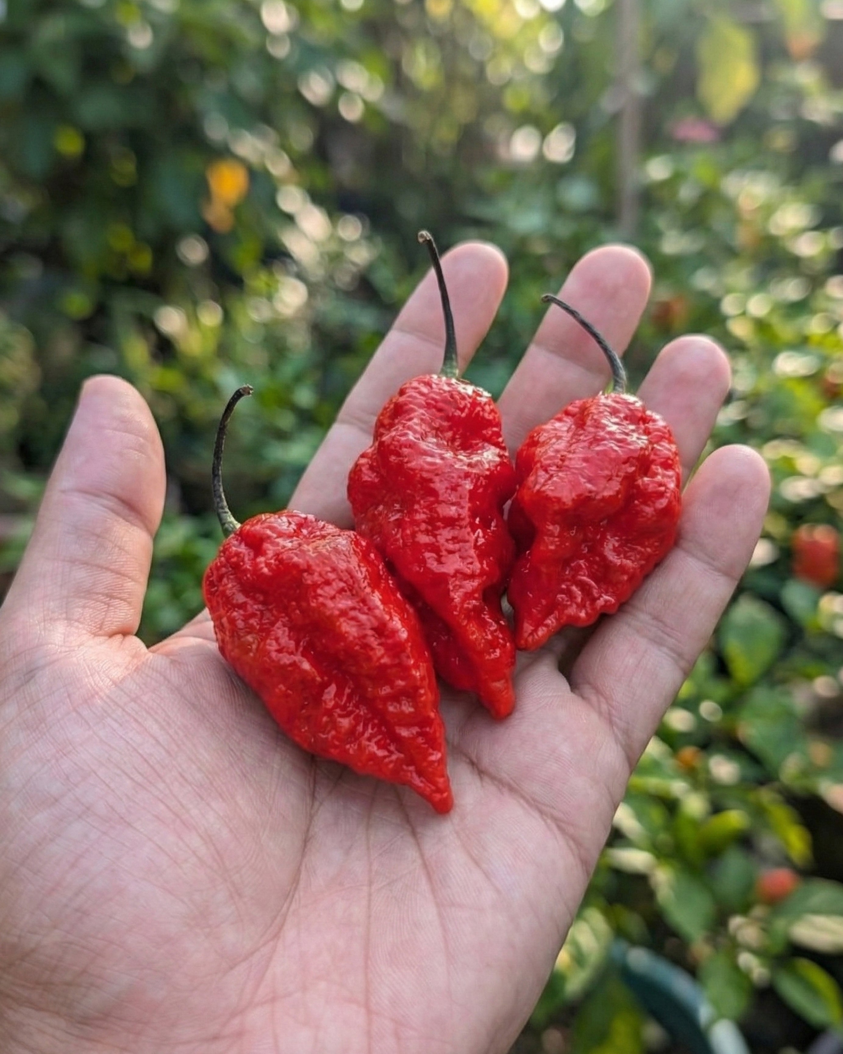 Acı Tuz - Ghost Pepper