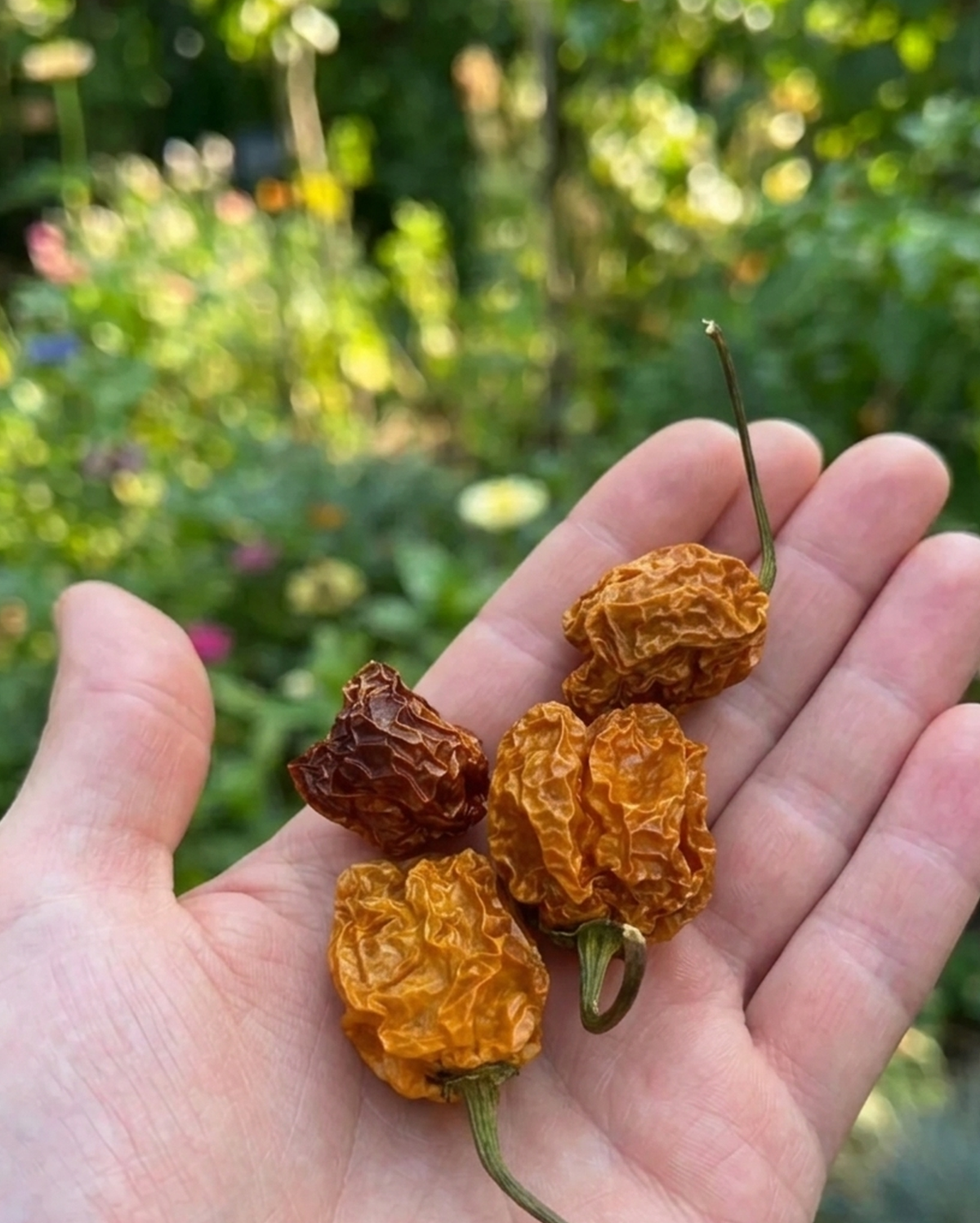 Kurutulmuş Acı Biber - Habanero Peach