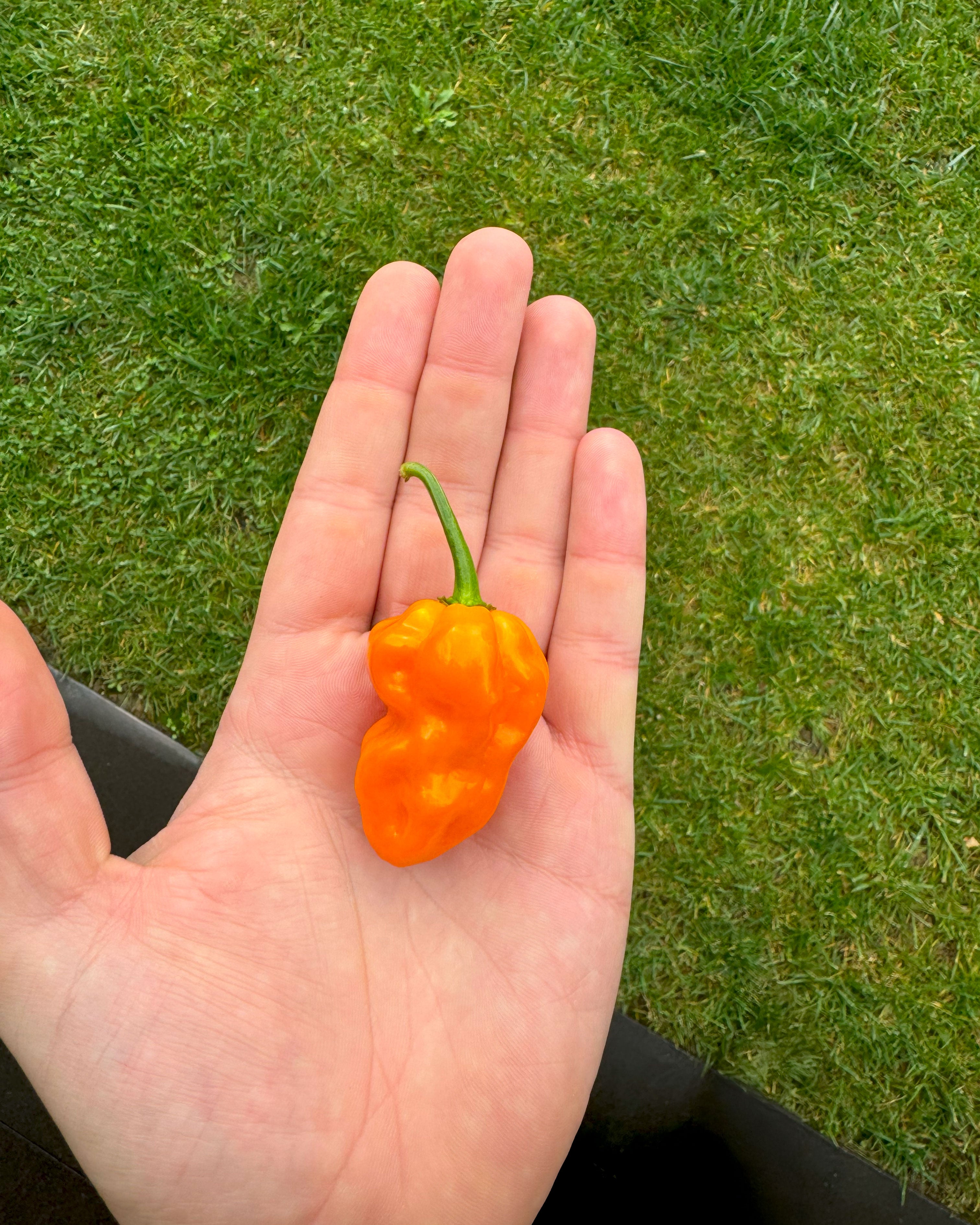 Pul Piber - Habanero Orange