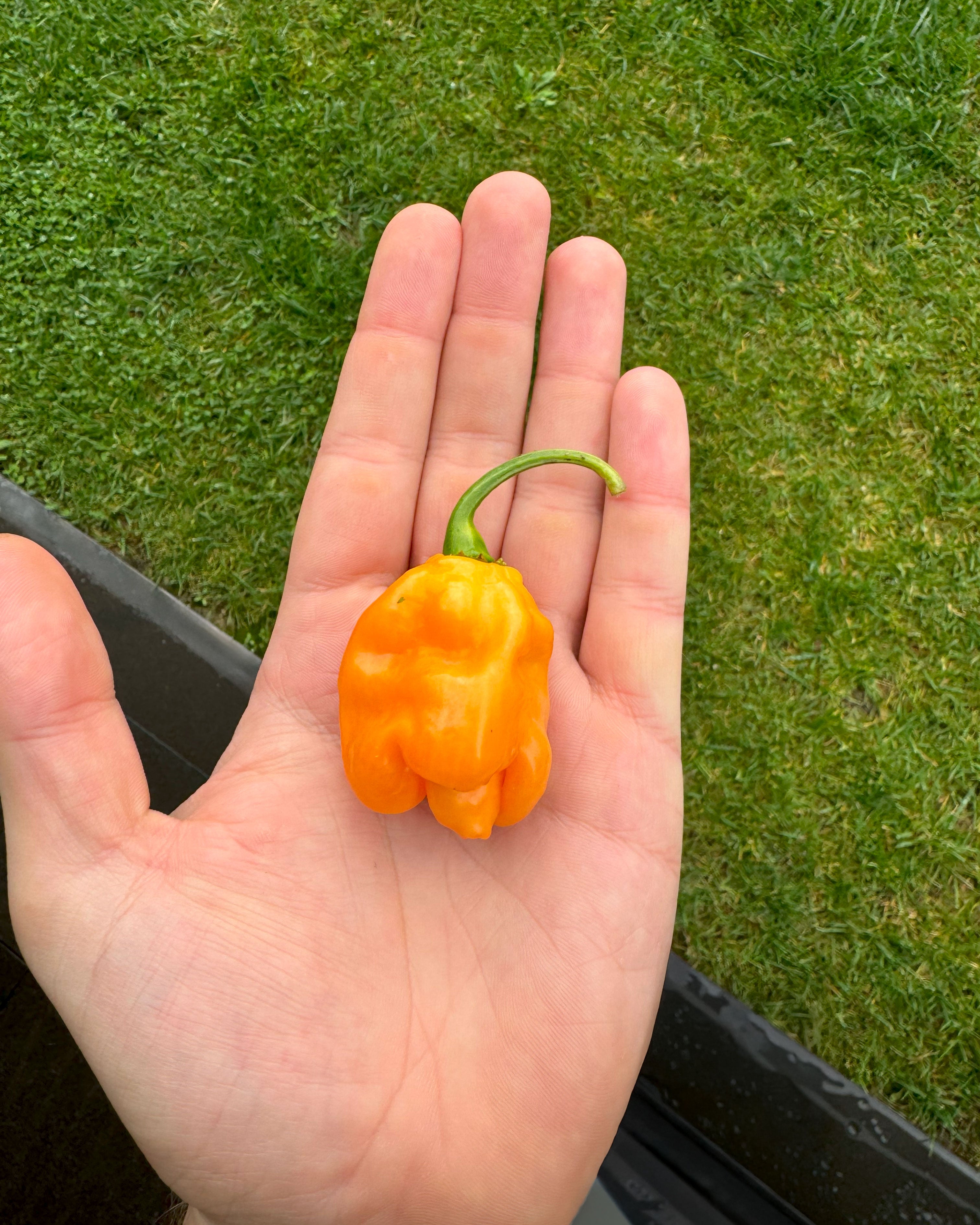 Acı Tuz - Habanero Peach
