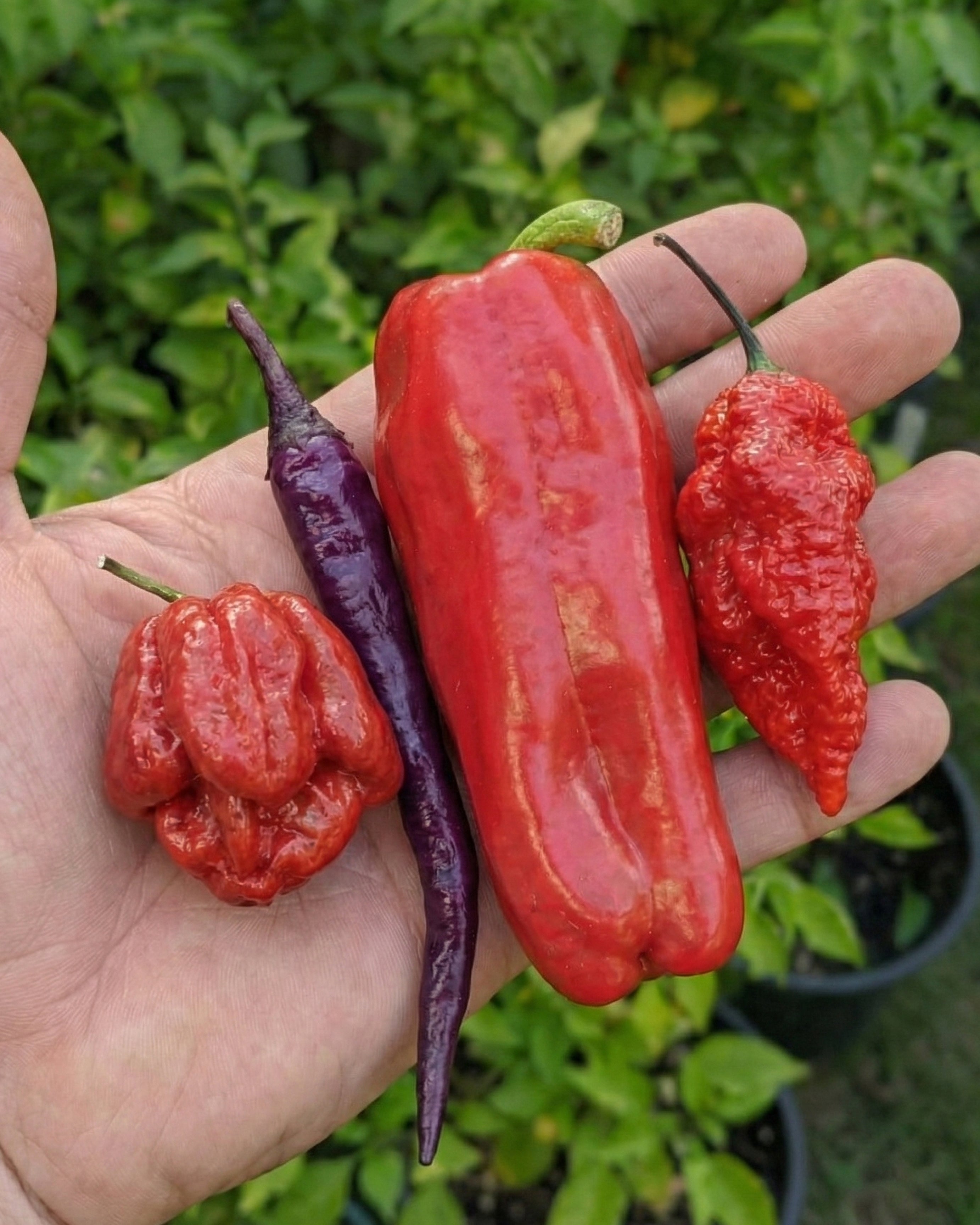 Pul Piber - Özel Biber Karışımı