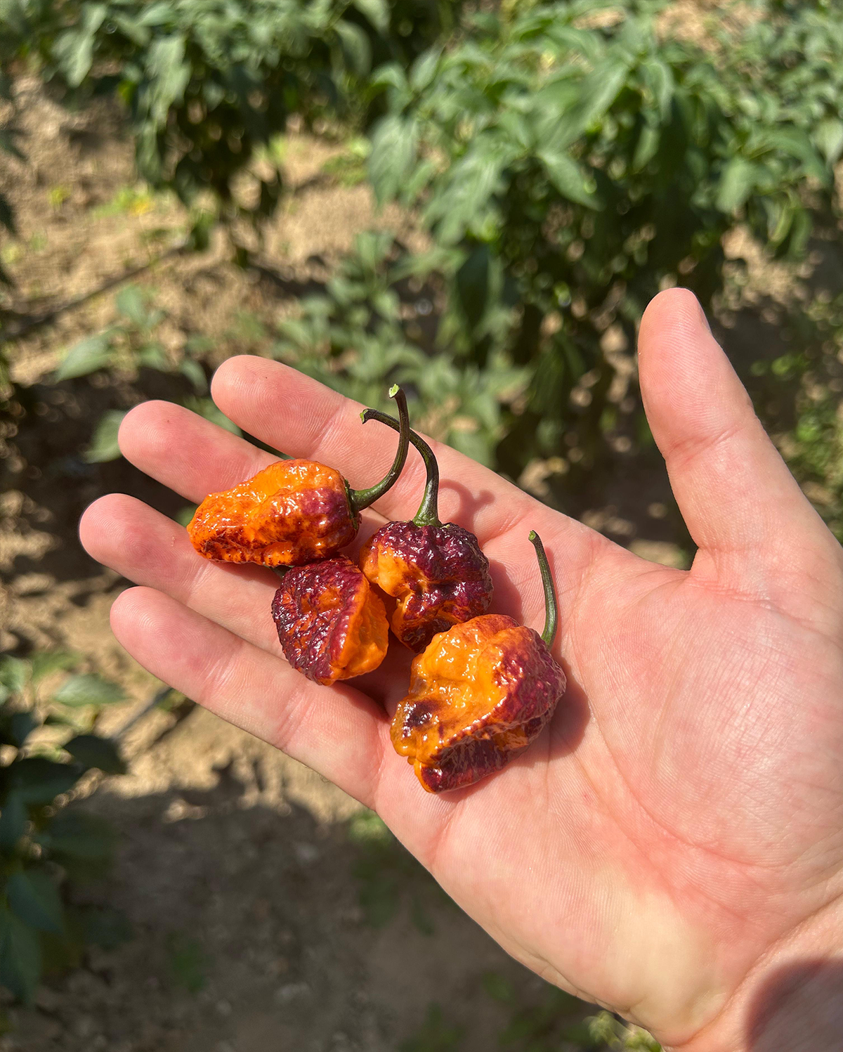 Pimenta Da Dog taze acı biber – 3'lü paket, farklı açı – çokacıolmuş