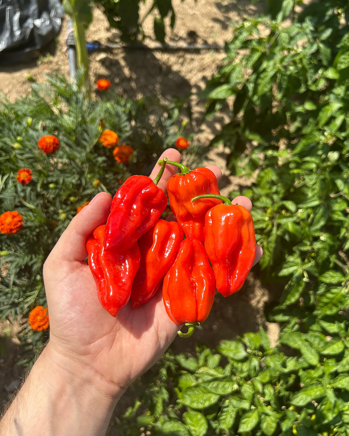 Scotch Bonnet taze acı biber – ürün fotoğrafı 2 – çokacıolmuş