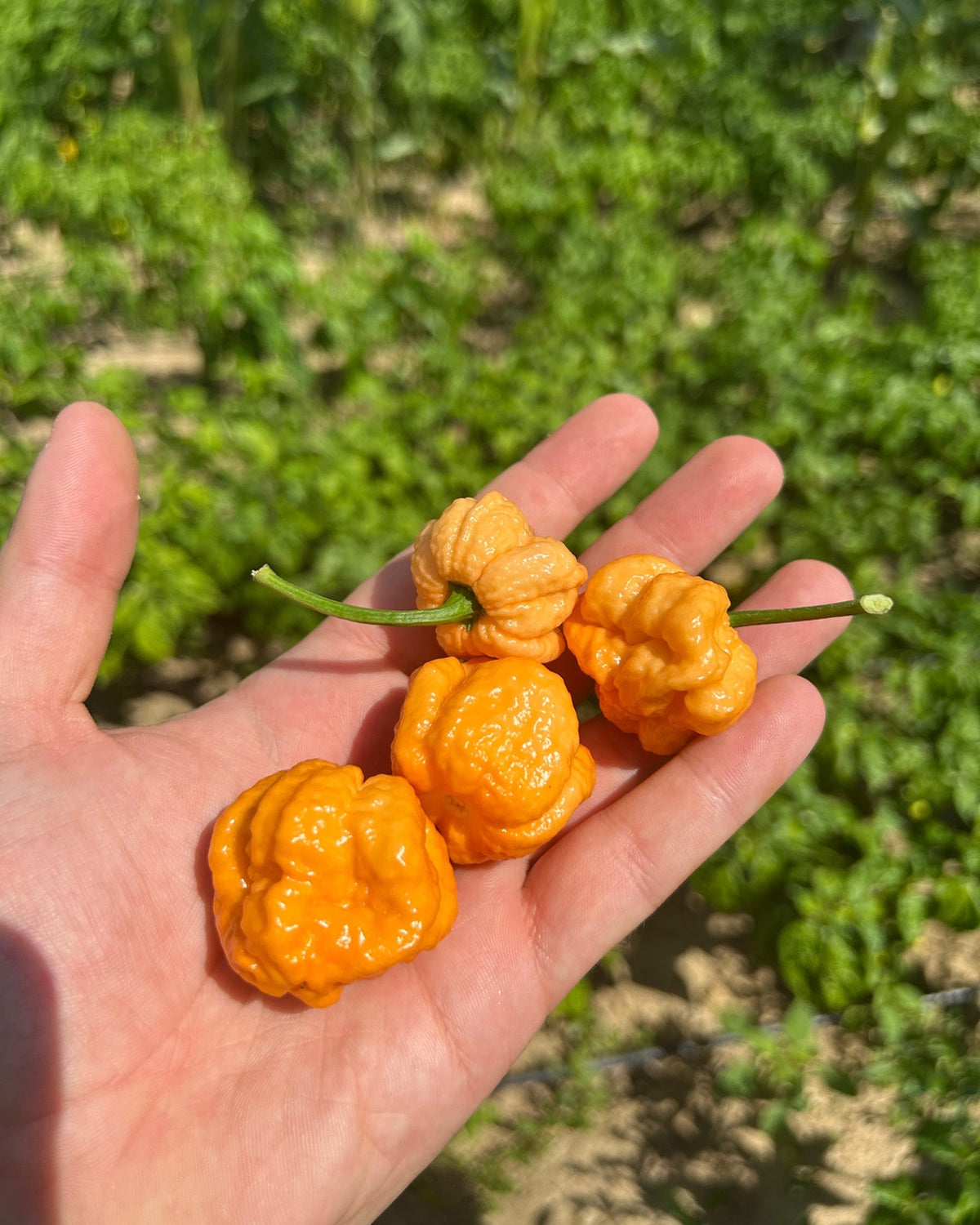 Elde tutulan turuncu Trinidad Scorpion Moruga Orange biberleri – çokacıolmuş