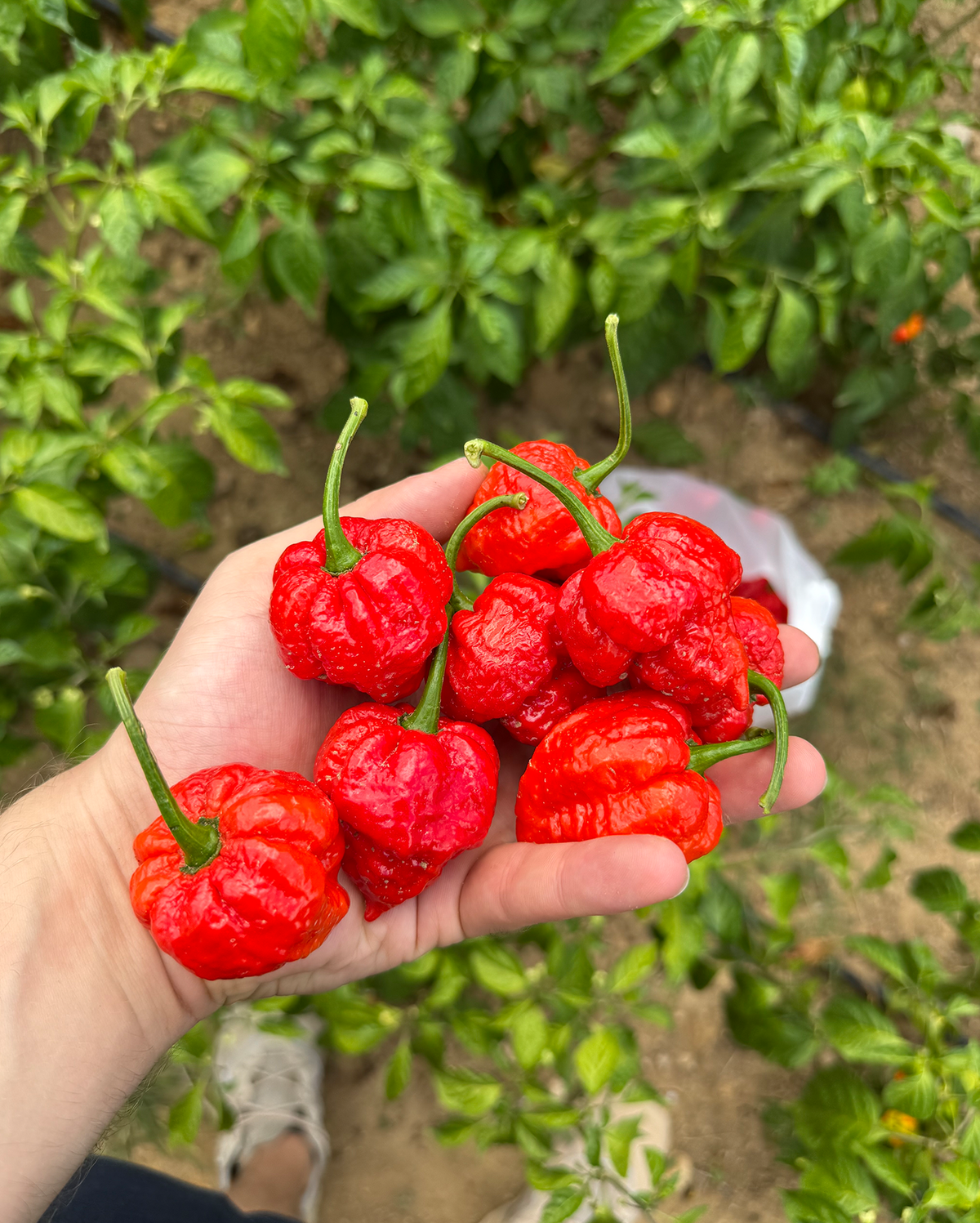 Taze Acı Biber - Trinidad Scorpion Butch T