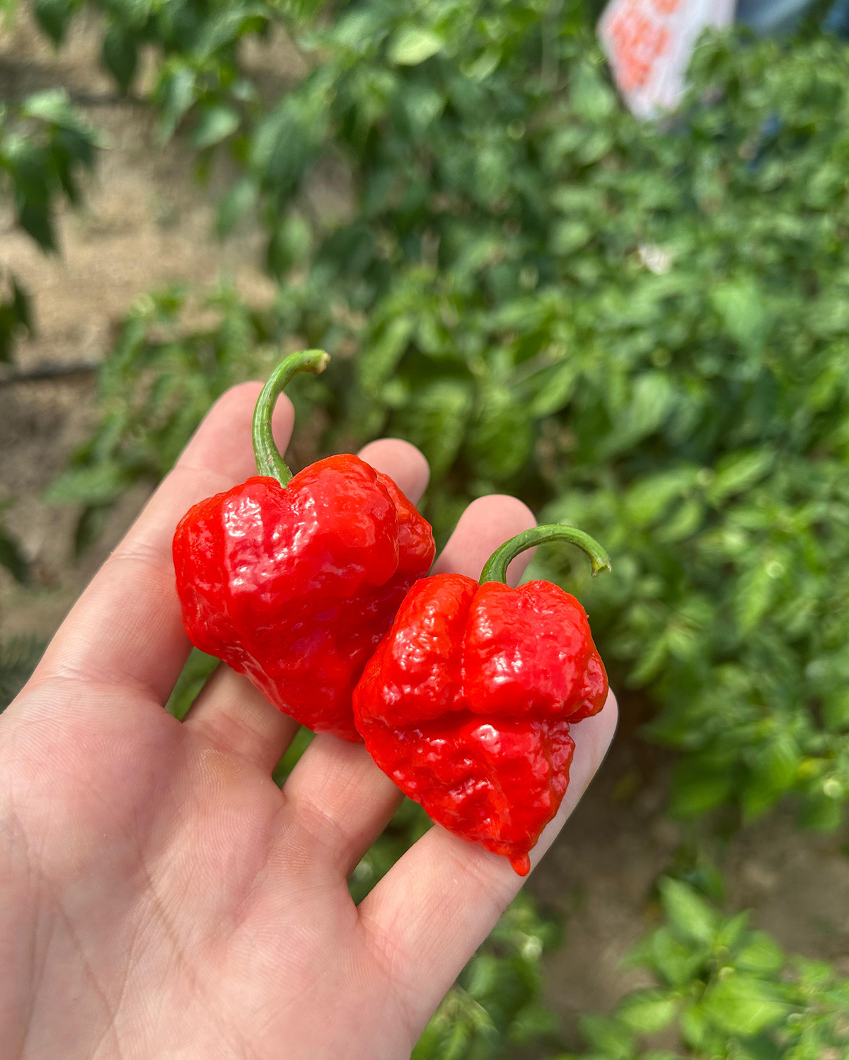 Taze Acı Biber - Trinidad Scorpion Butch T
