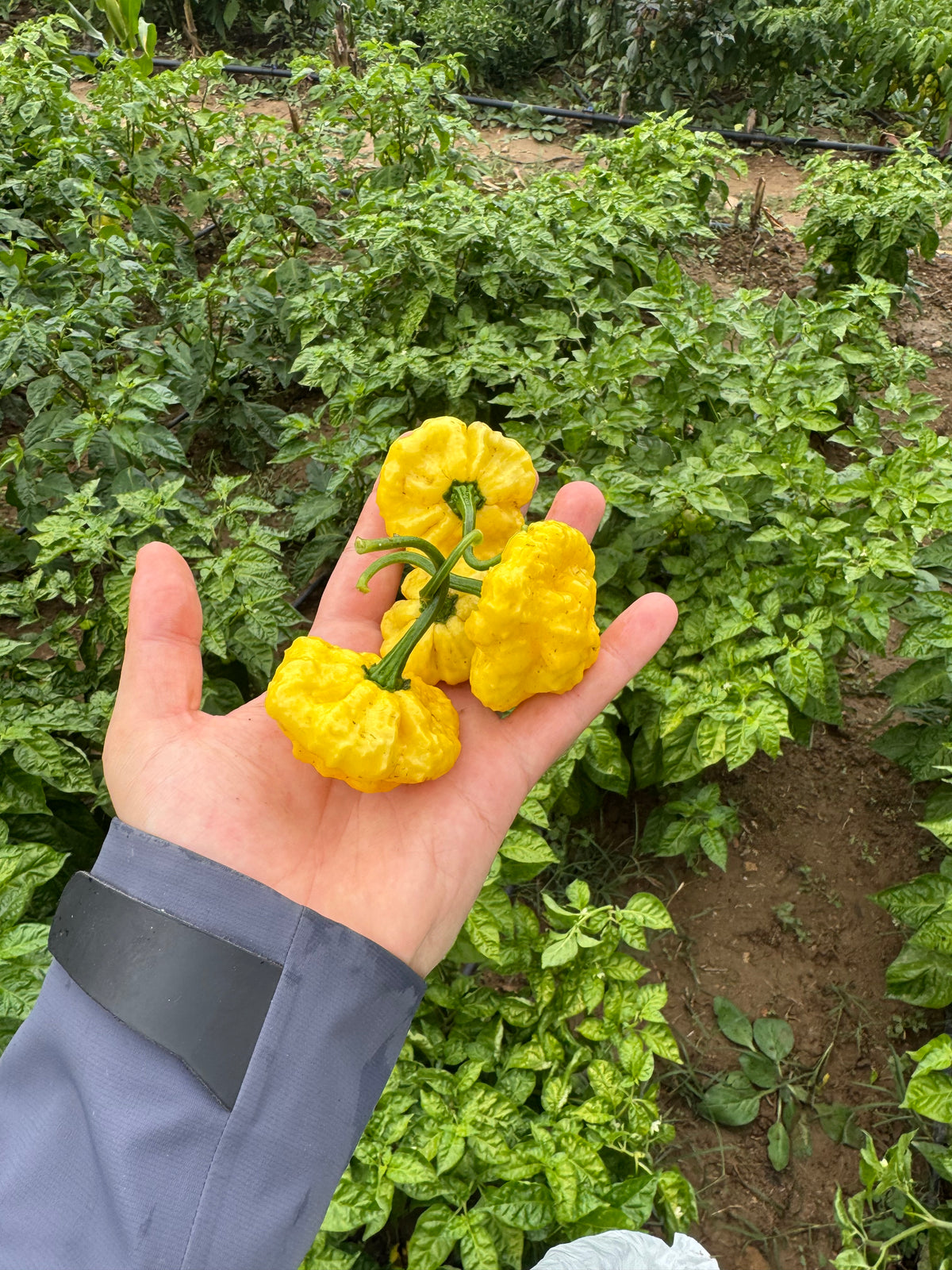 Taze Acı Biber - Lemon Starrburst