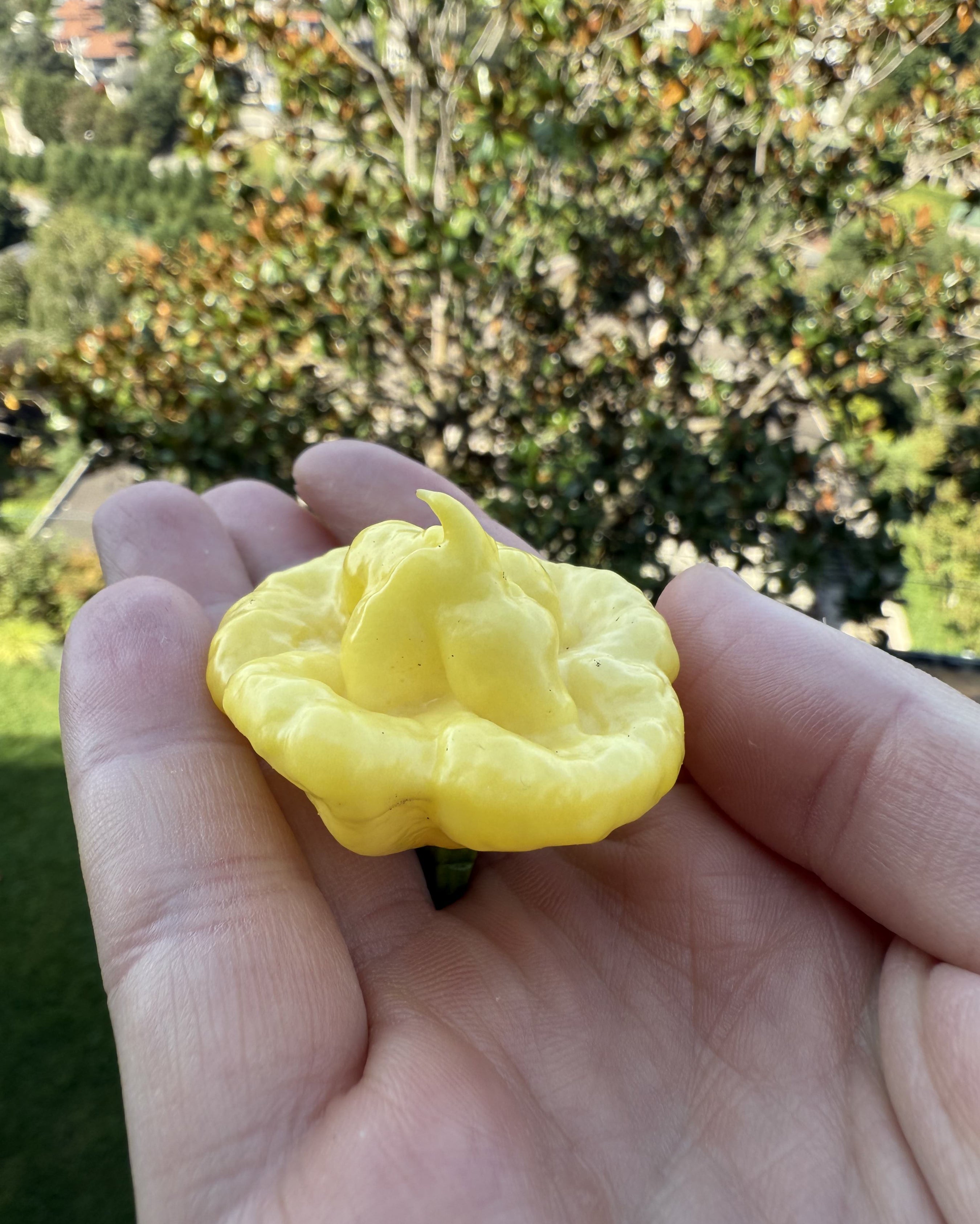 Taze Acı Biber - Lemon Starrburst