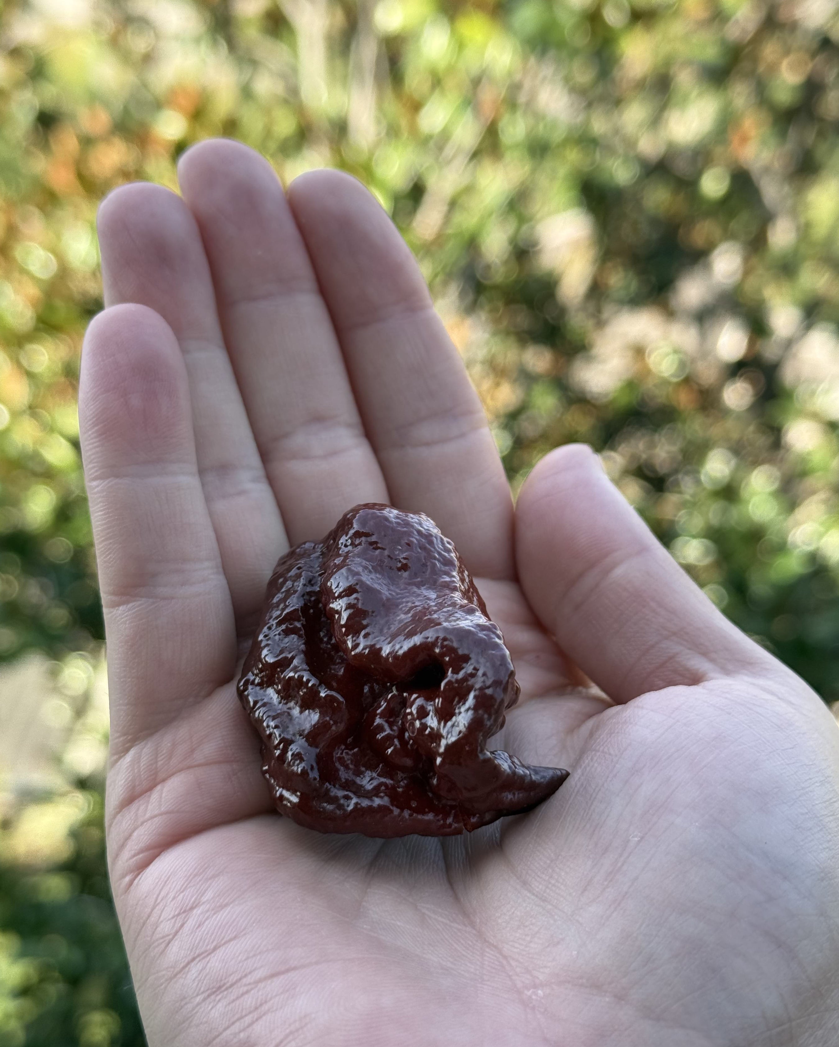 Taze Acı Biber - 7 Pot Chocolate (Douglah)