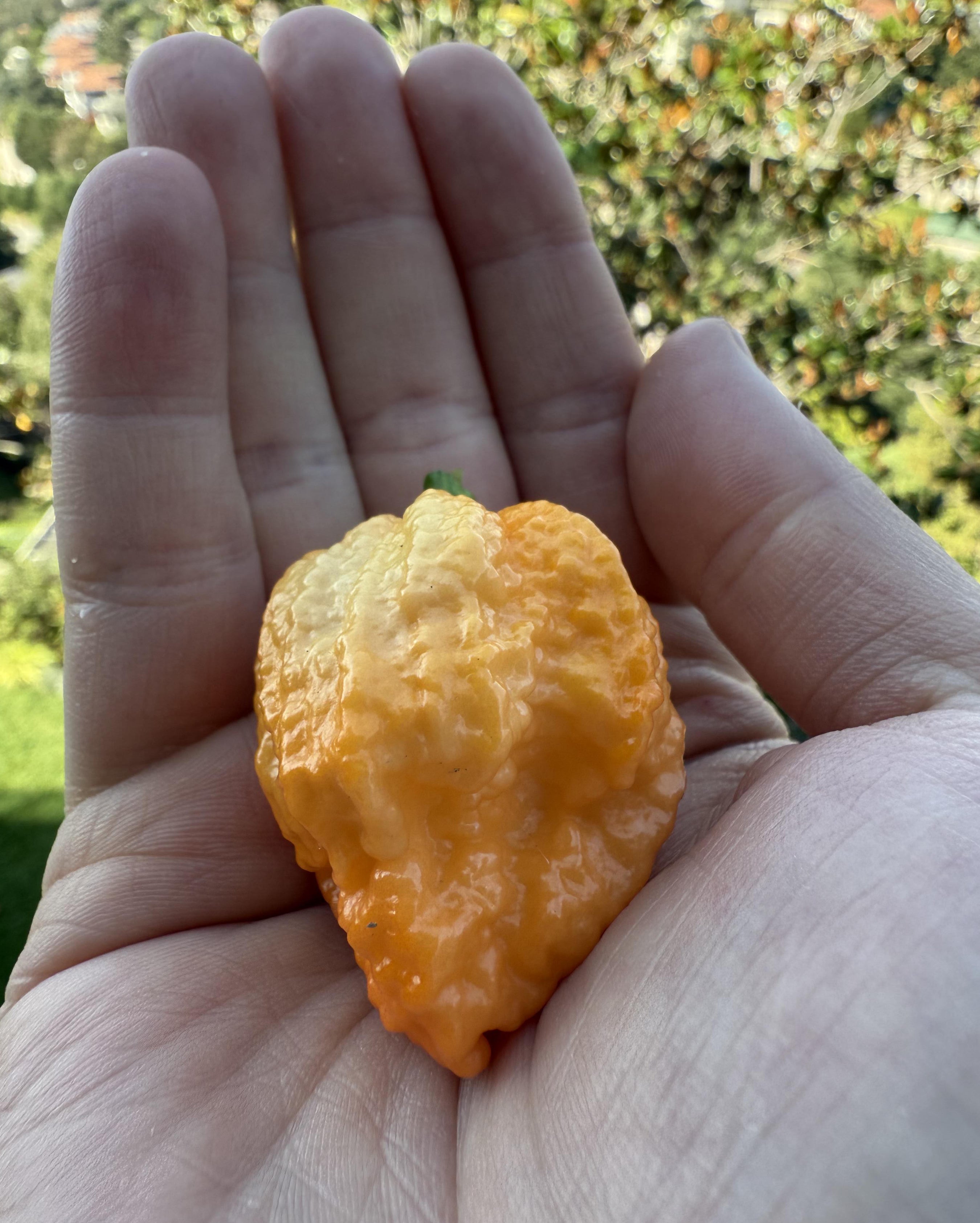 Taze Acı Biber - Trinidad Scorpion Moruga Yellow