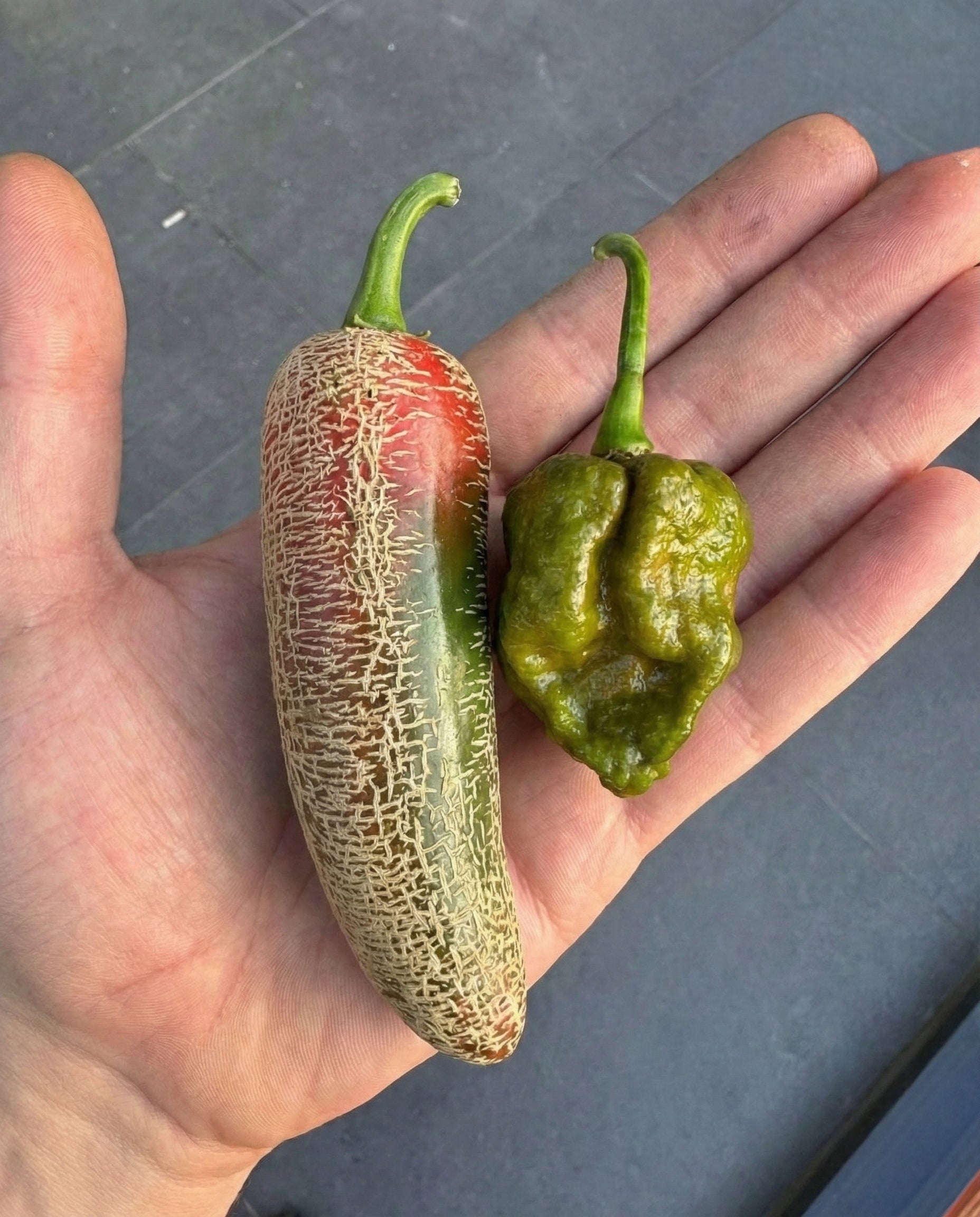 Acı Tuz - Big Mustard Mama & Farmer's Market Jalapeño