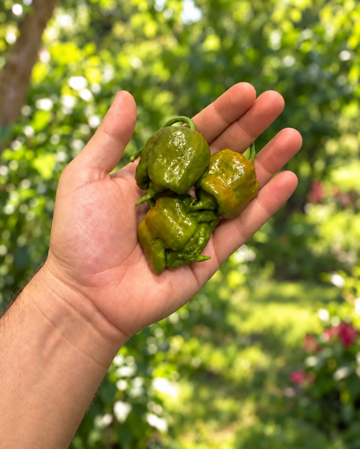 Taze Acı Biber - Carolina Reaper Mustard