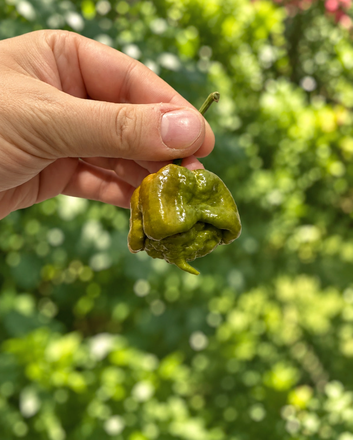 Taze Acı Biber - Carolina Reaper Mustard