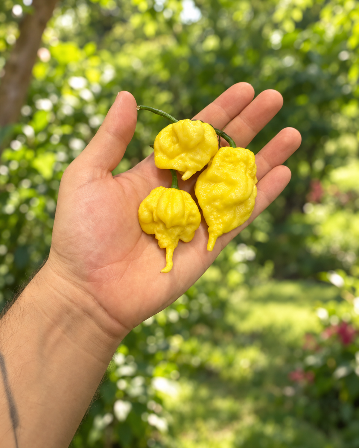 Lemon Starrburst Fresh Hot Pepper
