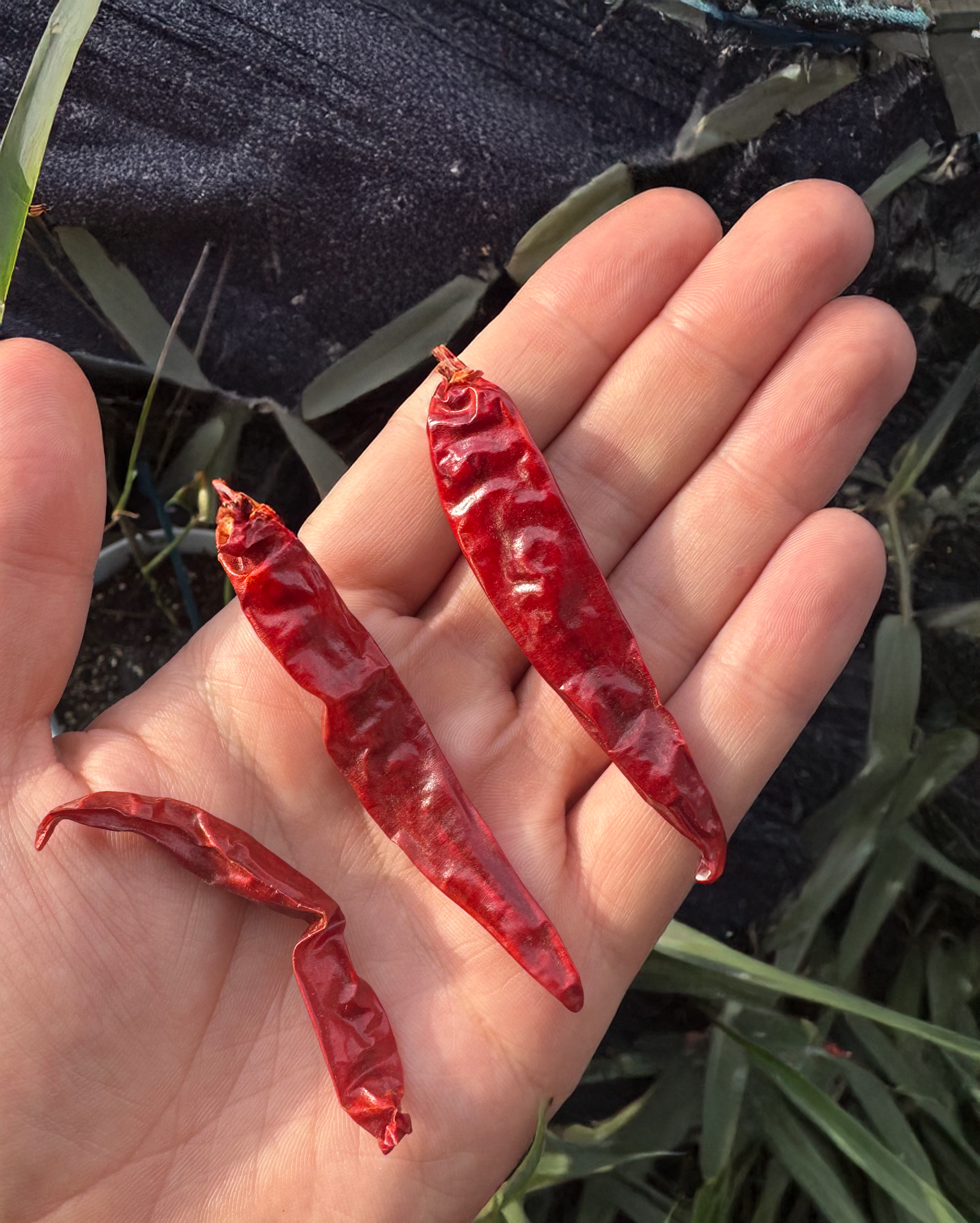 Kurutulmuş Acı Biber - Cayenne Pepper