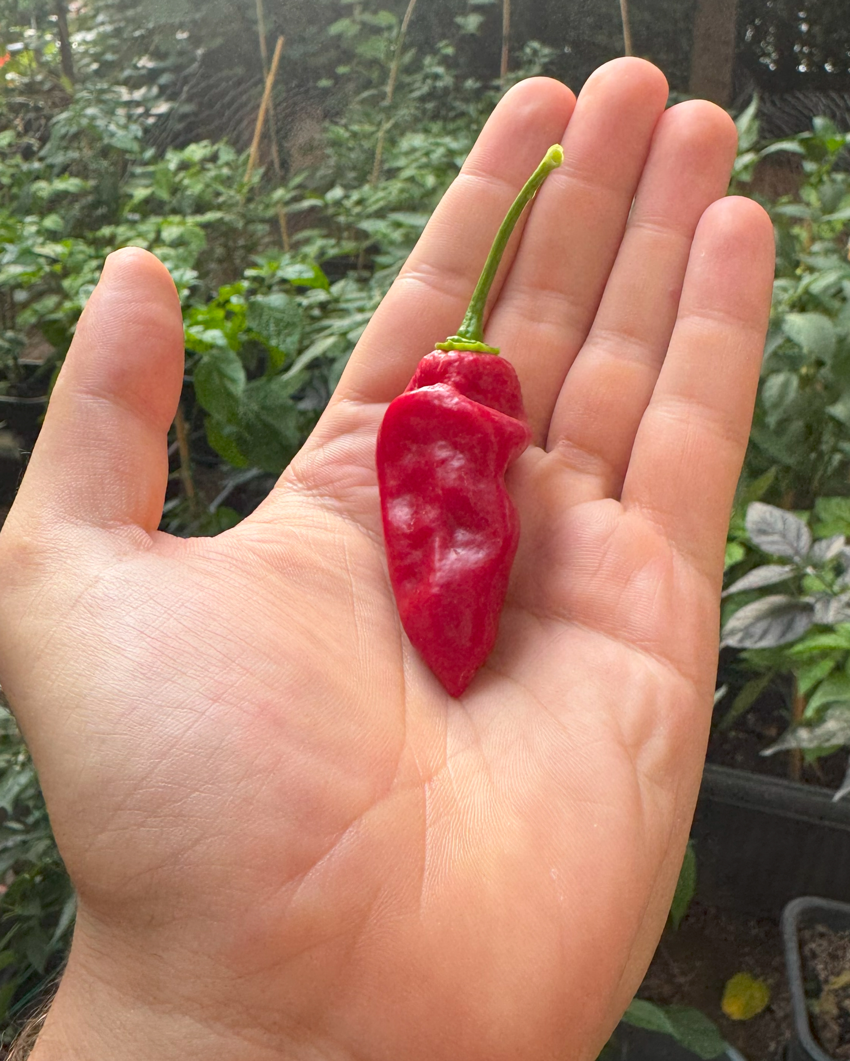 Taze Acı Biber - Ghost Pepper