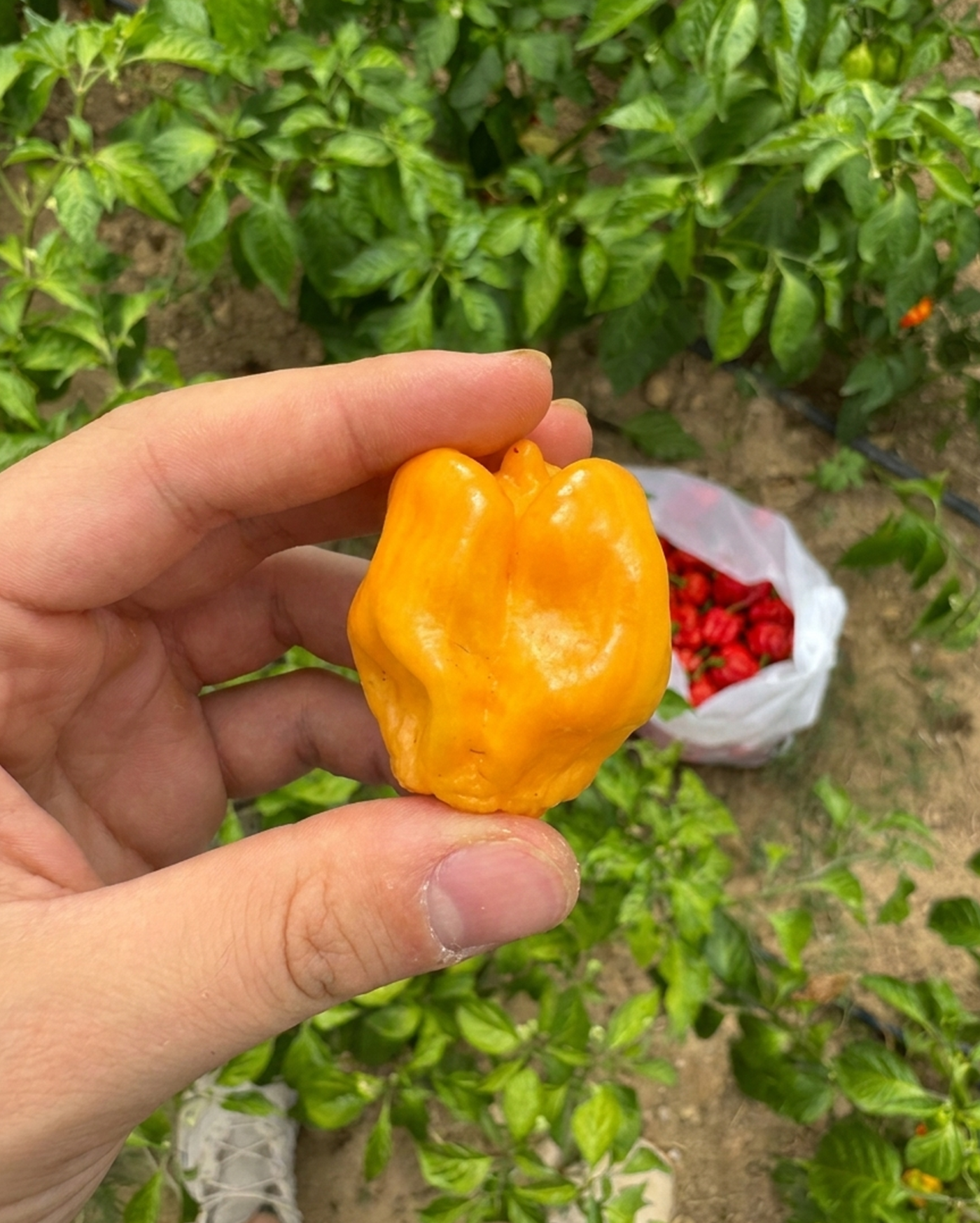 Taze Acı Biber - Habanero Peach