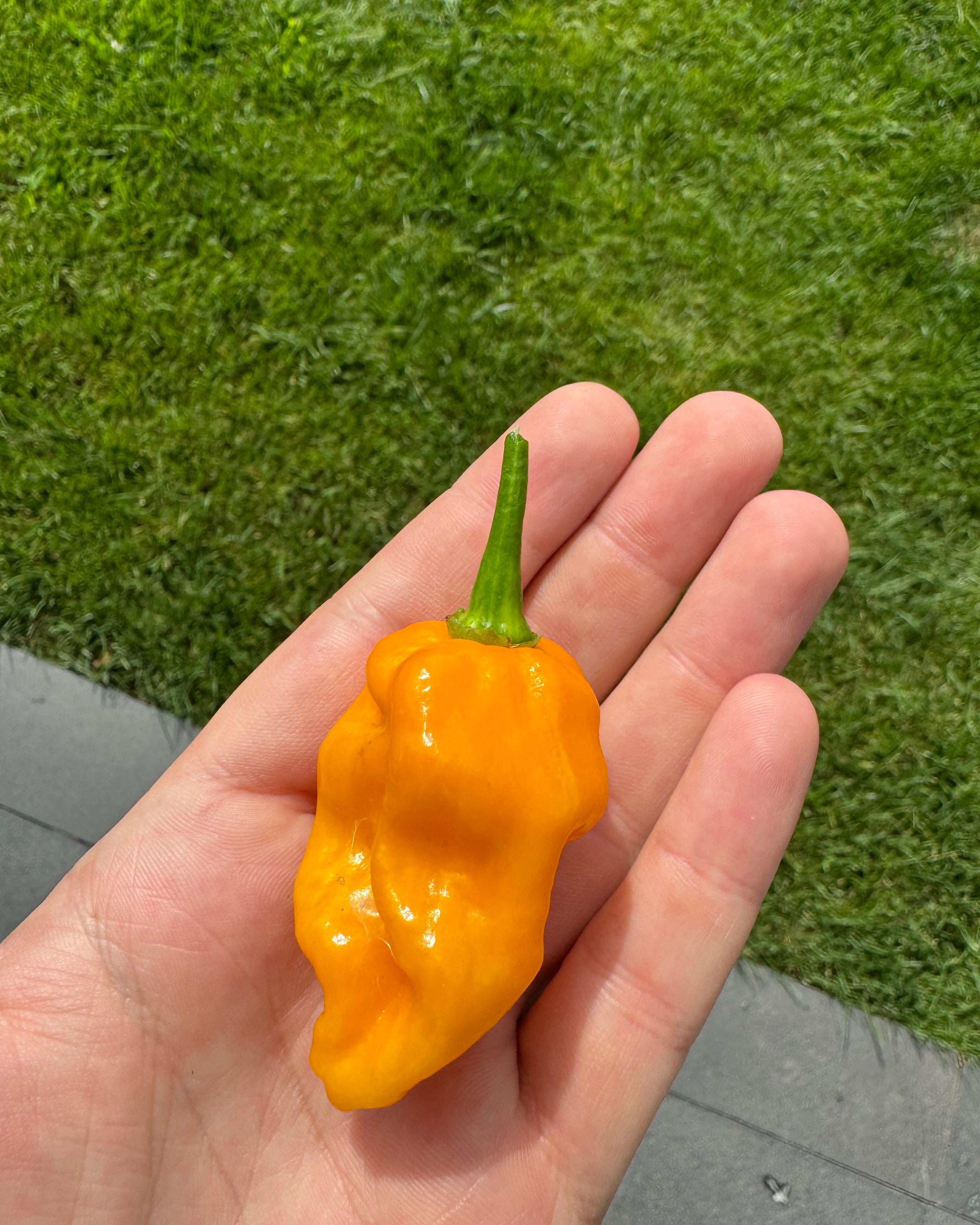 Acı Tuz - Madame Jeanette