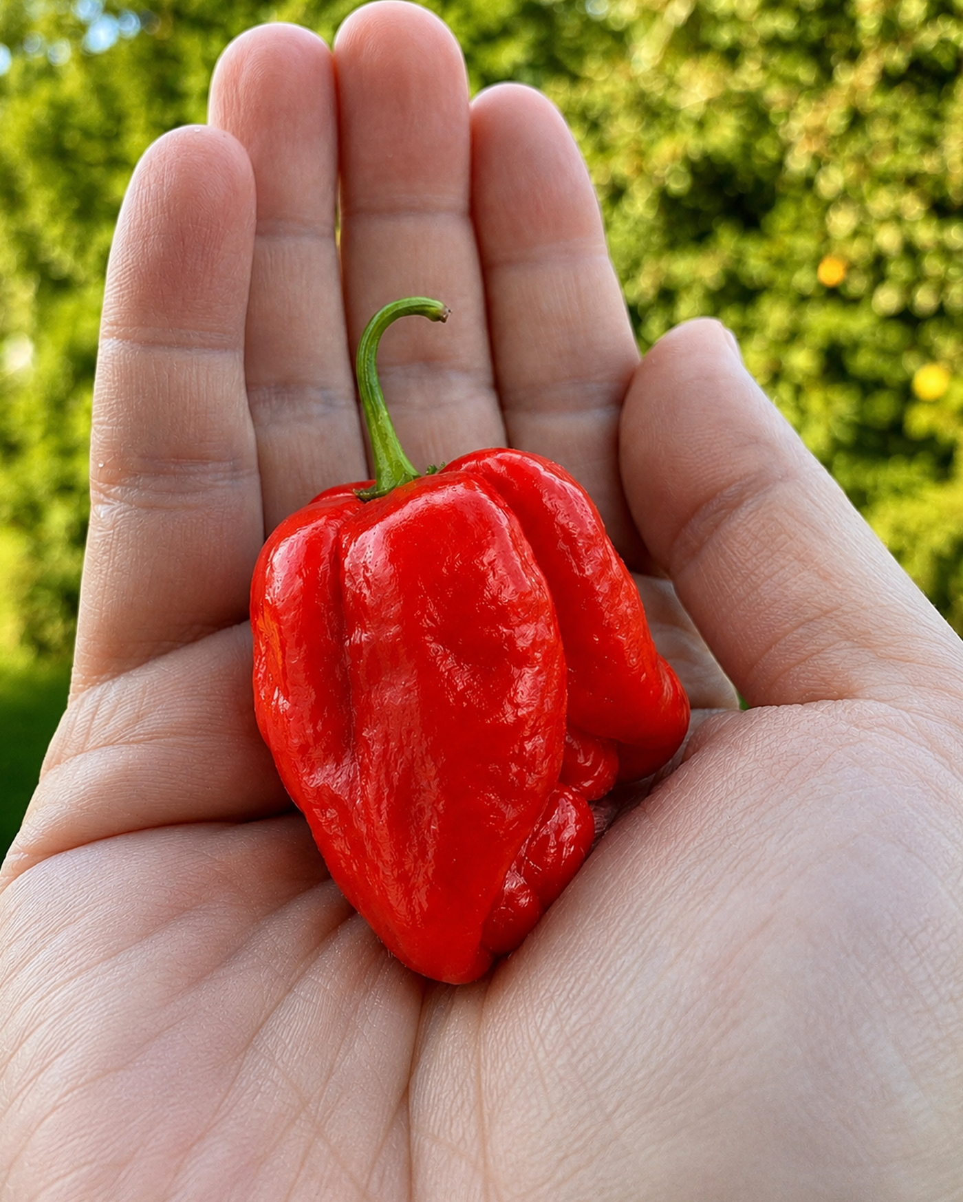 Taze Acı Biber - Scotch Bonnet